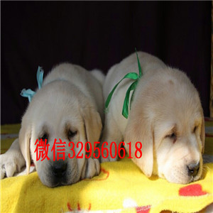  廊坊哪里卖纯种拉布拉多幼犬黄色拉布拉多犬专业繁殖纯种拉布拉多拉布拉多好养吗