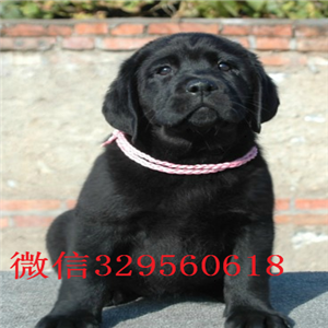  抚顺哪里卖纯种拉布拉多幼犬出售纯种拉布拉