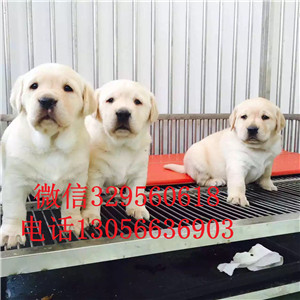  无锡哪里卖纯种拉布拉多幼犬拉布拉多多少钱