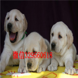  廊坊哪里卖纯种拉布拉多幼犬黄色拉布拉多犬