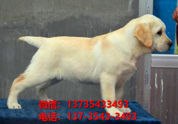 南宁犬舍哪里有纯种拉布拉多犬领养活体宠物狗