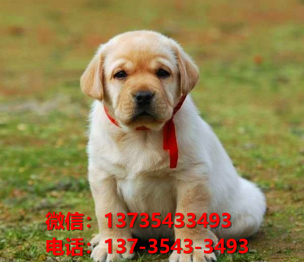 绍兴宠物狗狗犬舍出售纯种拉布拉多幼犬狗市场