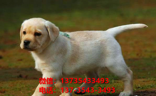 长治宠物狗狗犬舍出售纯种拉布拉多犬卖狗买狗地方在哪有狗市场