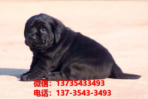 镇江宠物狗狗犬舍出售纯种拉布拉多犬幼犬卖狗地方有狗市场买狗