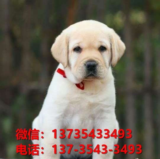 长治宠物狗狗犬舍出售纯种拉布拉多犬卖狗买狗