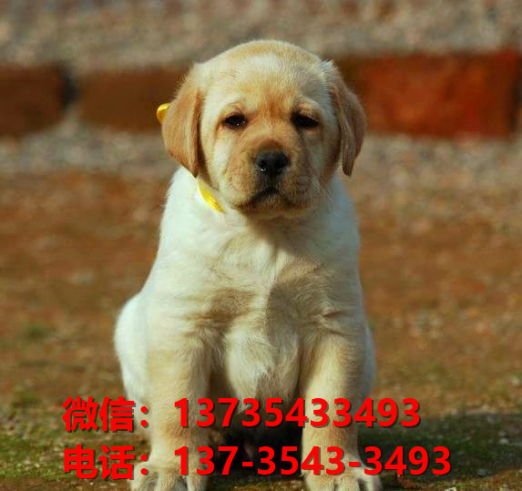 长治宠物狗狗犬舍出售纯种拉布拉多犬卖狗买狗地方在哪有狗市场