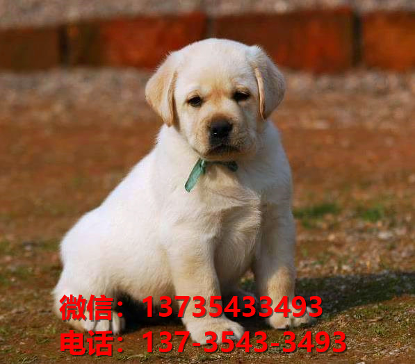 枣庄宠物狗狗犬舍出售纯种拉布拉多犬幼犬卖狗买狗网站在哪里有狗市场领养