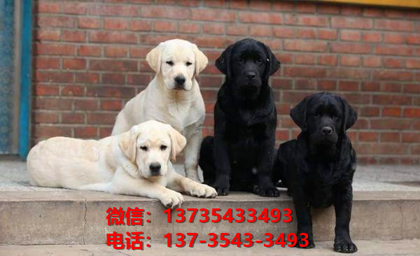 漳州宠物狗狗犬舍出售纯种拉布拉多幼犬卖狗买狗地方在哪里有狗市场网站