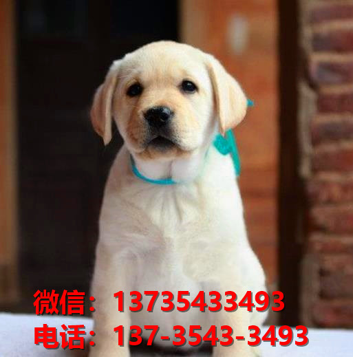 新余宠物狗狗领养纯种拉布拉多幼犬网上买狗卖