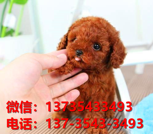 青岛宠物狗狗犬舍出售纯种拉布拉多犬网上买狗卖狗领养网站哪有狗市场