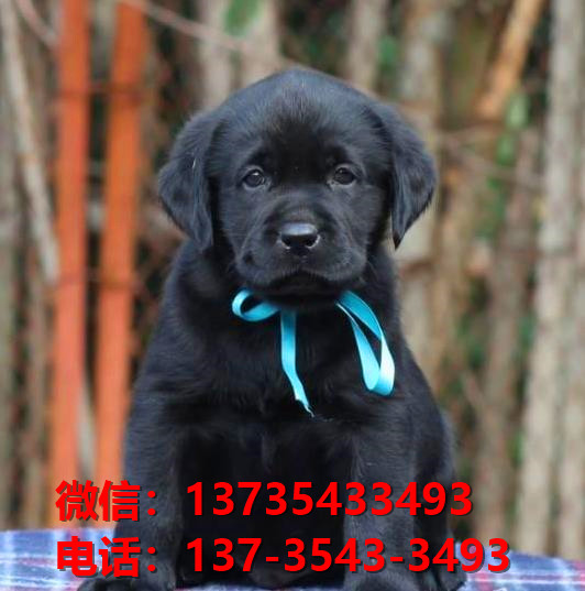 聊城宠物狗犬舍领养纯种拉布拉多幼犬网上卖狗买狗网站地方在哪有狗市场