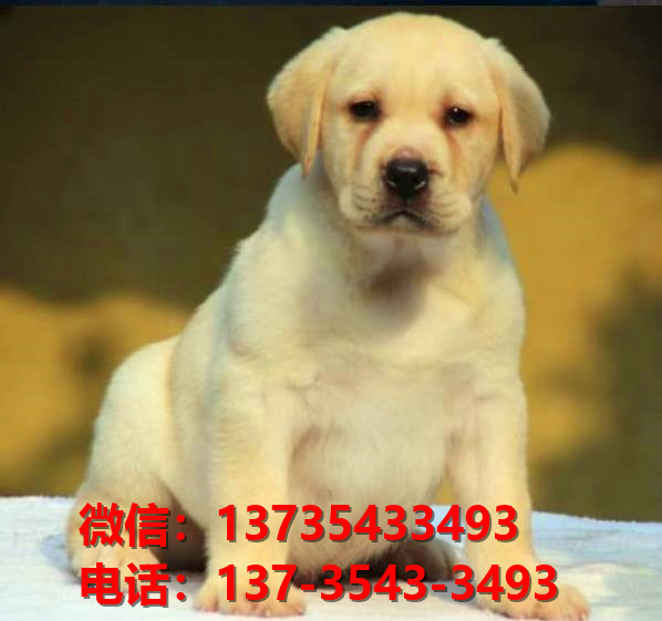 厦门宠物狗狗犬舍出售纯种拉布拉多犬卖狗买狗