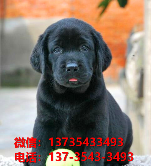 枣庄宠物狗狗犬舍出售纯种拉布拉多犬幼犬卖狗买狗网站在哪里有狗市场领养