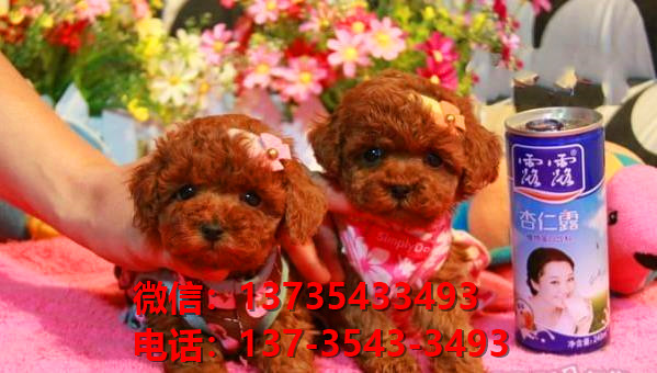 青岛宠物狗狗犬舍出售纯种拉布拉多犬网上买狗卖狗领养网站哪有狗市场