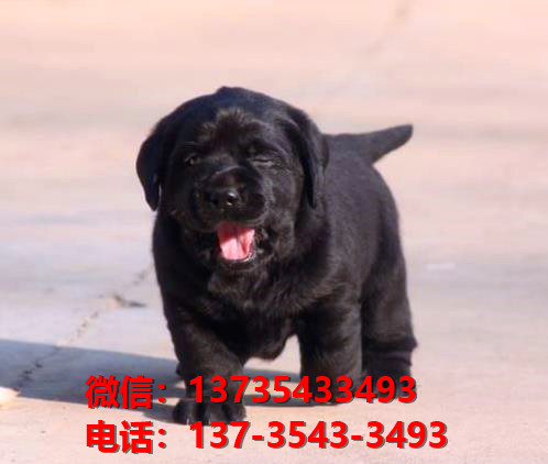 漳州宠物狗狗犬舍出售纯种拉布拉多幼犬卖狗买狗地方在哪里有狗市场网站