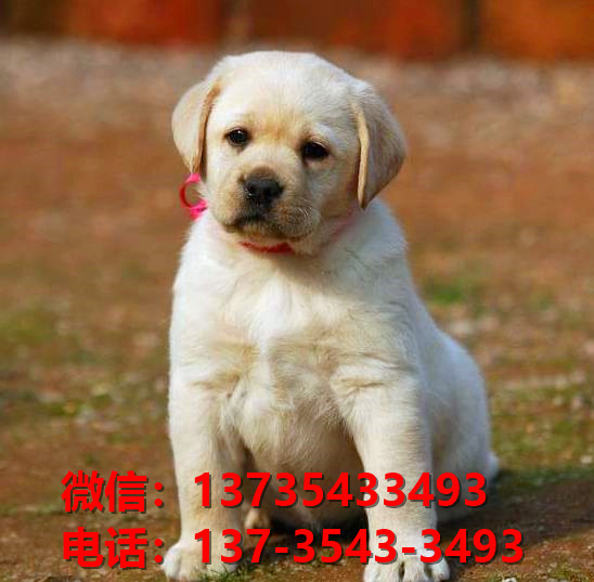 南平宠物狗狗犬舍出售纯种拉布拉多犬网上买狗