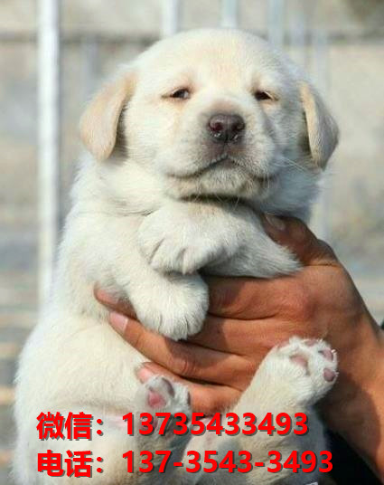聊城宠物狗犬舍领养纯种拉布拉多幼犬网上卖狗买狗网站地方在哪有狗市场