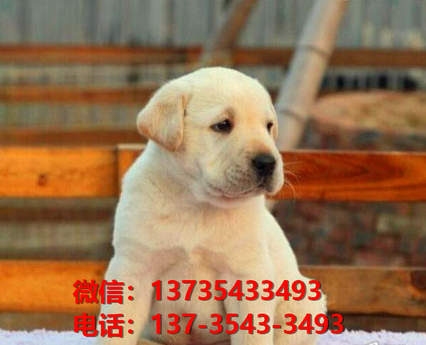 济南宠物狗狗犬舍出售纯种拉布拉多幼犬领养买狗卖狗地方网站在哪有狗市场