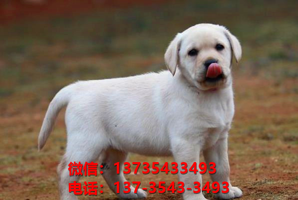 岳阳宠物狗犬舍出售纯种拉布拉多犬网上卖狗买狗地方在哪有狗市场