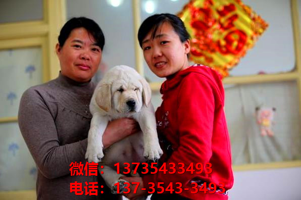 岳阳宠物狗犬舍出售纯种拉布拉多犬网上卖狗买狗地方在哪有狗市场
