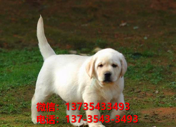 荆门宠物狗犬舍出售纯种拉布拉多犬卖狗买狗网站在哪有狗市场