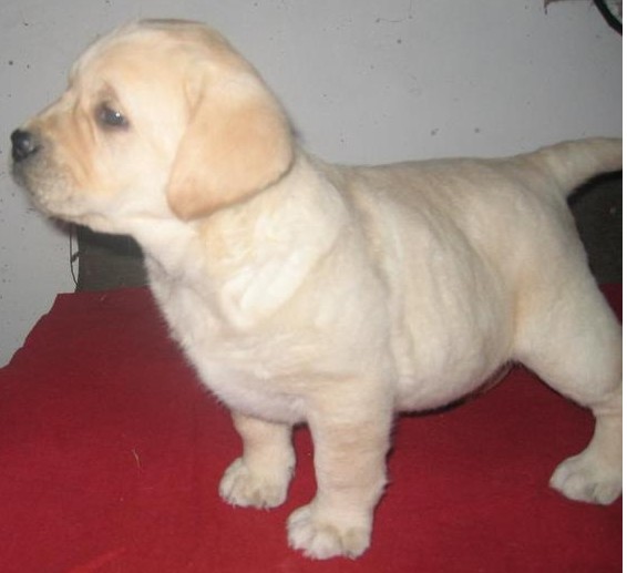 开远买拉布拉多 云南养狗场小拉多出售