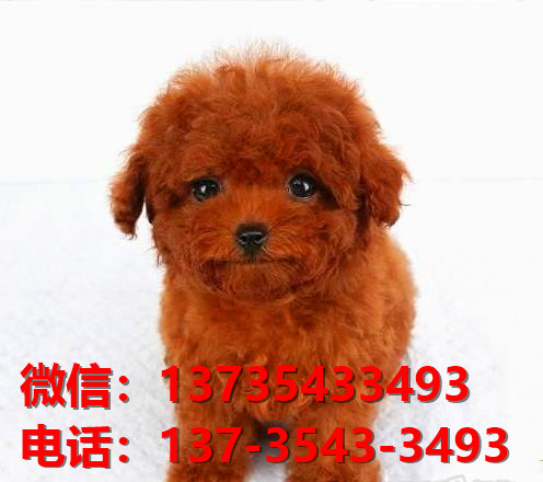 漯河宠物狗犬舍出售纯种拉布拉多犬网上买狗卖