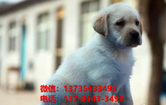 衡阳宠物狗犬舍领养纯种拉布拉多犬网上卖狗买狗地方在哪有狗市场
