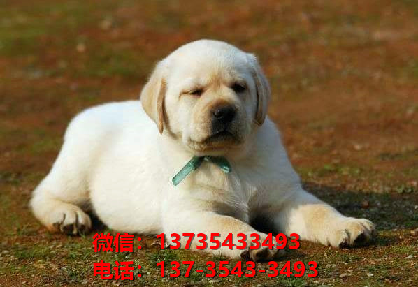 荆门宠物狗犬舍出售纯种拉布拉多犬卖狗买狗网站在哪有狗市场