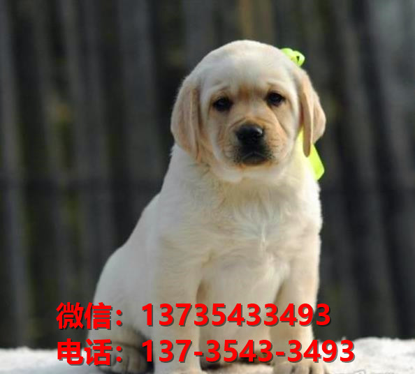 深圳犬舍深圳宠物狗拉布拉多犬网上卖狗买狗地方在哪有狗市场网站