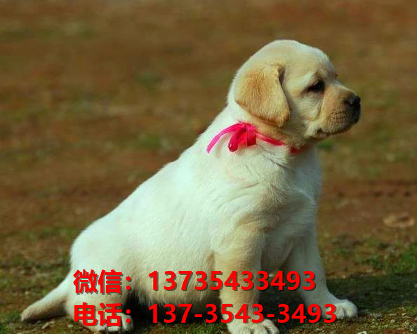 江门犬舍江门宠物狗出售拉布拉多犬网上卖狗买