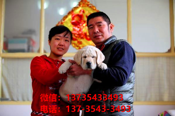 岳阳宠物狗犬舍出售纯种拉布拉多犬网上卖狗买狗地方在哪有狗市场
