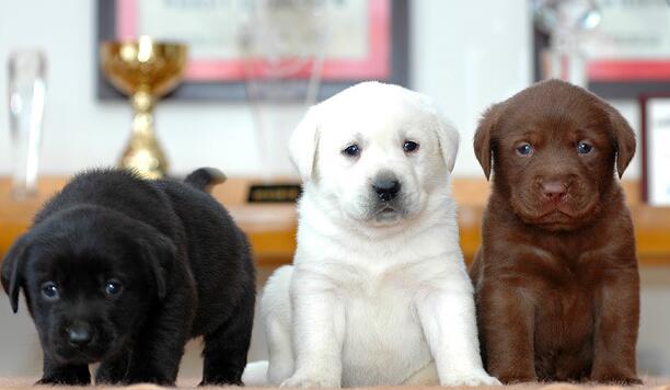 红河州元阳狗场拉布拉多常年出售