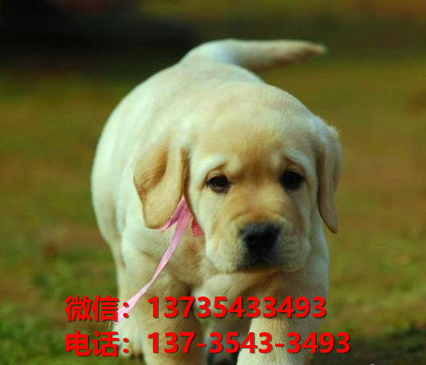 信阳宠物狗犬舍出售纯种拉布拉多犬网上卖狗买狗地方在哪有狗市场