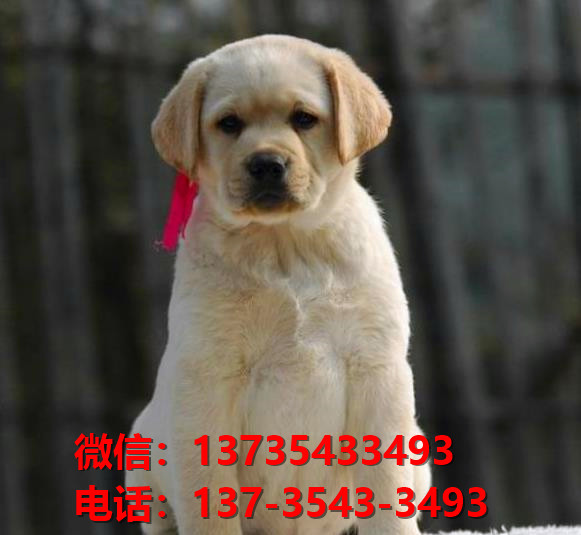 荆门宠物狗犬舍出售纯种拉布拉多犬卖狗买狗网