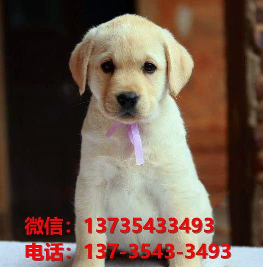 济南宠物狗狗犬舍出售纯种拉布拉多犬多少钱价