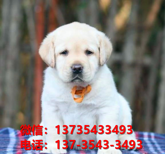 玉溪宠物狗狗犬舍出售纯种拉布拉多犬买狗卖狗地方在哪有狗市场领养