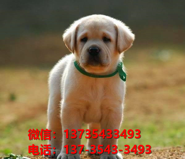 宝鸡宠物狗狗犬舍出售纯种拉布拉多犬卖狗买狗地方在哪有狗市场领养