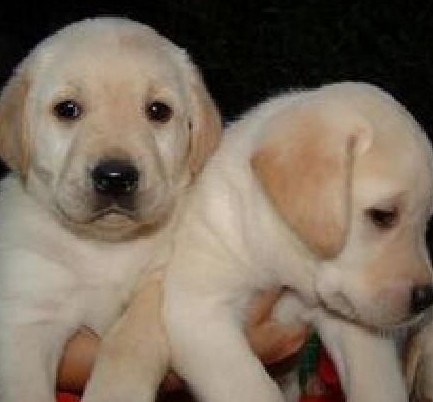 达州买拉布拉多 犬场出售小拉多纯种健康