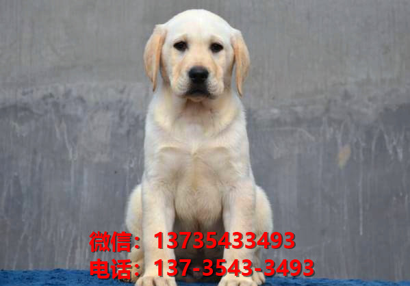 海口宠物犬舍出售纯种；拉布拉多犬网上卖狗买狗地方在哪有狗市场领养