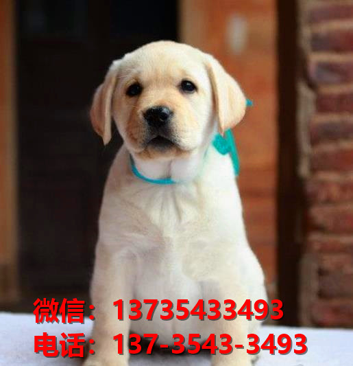 济南宠物狗狗犬舍出售纯种拉布拉多犬多少钱价格卖狗买狗地方