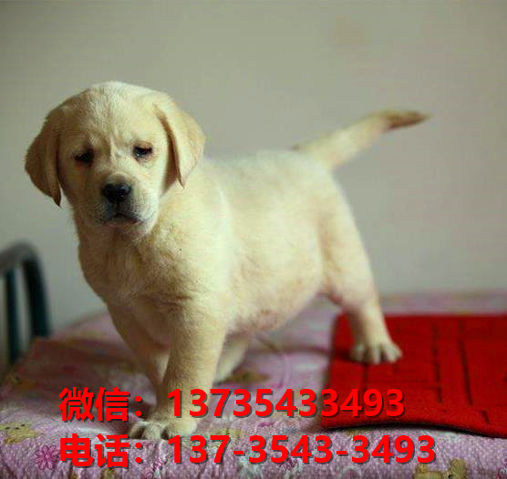 红河宠物狗狗犬舍出售纯种拉布拉多犬网上卖狗