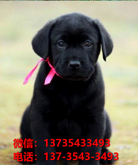 楚雄宠物狗狗犬舍出售纯种拉布拉多犬卖狗买狗