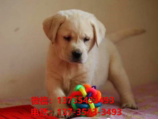 ?？诔栉锶岢鍪鄞恐郑焕祭嗳下艄仿蚬返胤皆谀挠泄肥谐×煅? /></div>      <div   id=