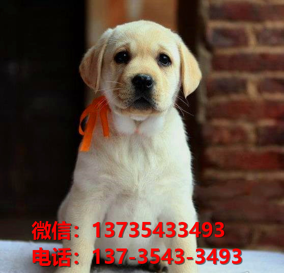 内江宠物狗犬舍出售纯种拉布拉多犬网上买狗卖
