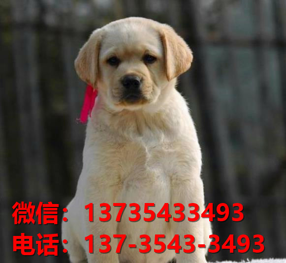 山东济南宠物狗狗犬舍出售纯种拉布拉多犬卖狗