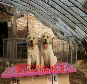  青岛出售导盲犬拉布拉多聪明活泼的拉布拉多出售中上门挑选健康