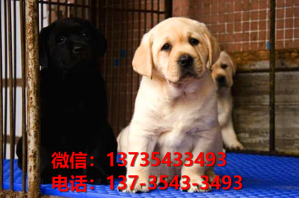 浙江杭州宠物狗狗犬舍出售纯种拉布拉多犬卖狗