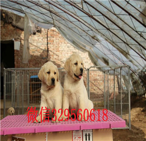  青岛出售导盲犬拉布拉多聪明活泼的拉布拉多出售中上门挑选健康