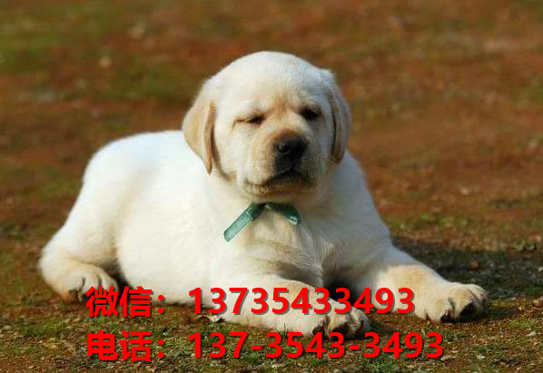 山东济南宠物狗狗犬舍出售纯种拉布拉多犬卖狗买狗地方子啊哪有狗市场领养